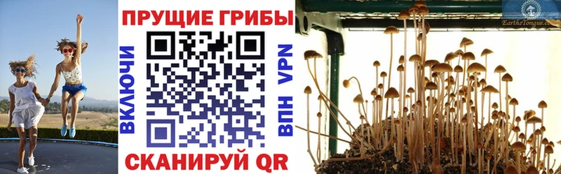 кракен ссылки  Звенигово  Псилоцибиновые грибы GOLDEN TEACHER 